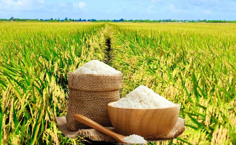Giá lúa gạo hôm nay ngày 22/6: Lúa tươi biến động nhẹ. Ảnh: Thanh Minh.