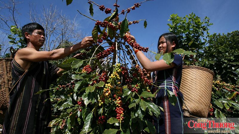 EUDR mở ra cuộc đua minh bạch hóa chuỗi cung ứng cà phê.