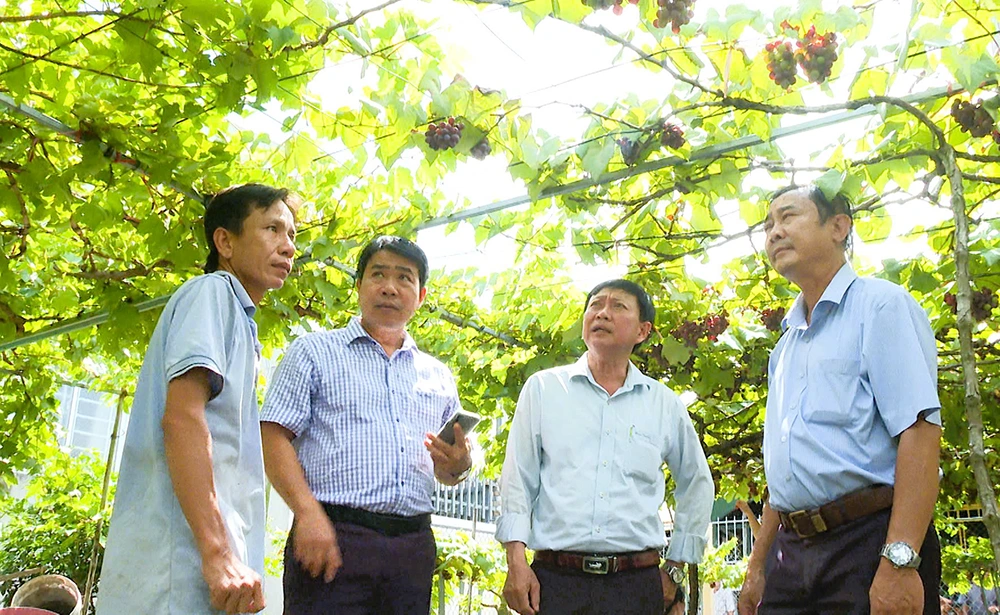 Ra mắt Tổ hợp tác trồng nho, xen canh trồng hoa kiểng