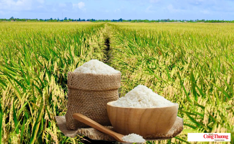 Giá lúa gạo hôm nay ngày 29/7/2026: Tấm thơm tăng nhẹ, lúa, gạo vững giá.