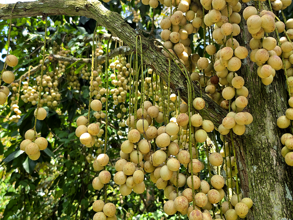 Mùa dâu Hạ Châu