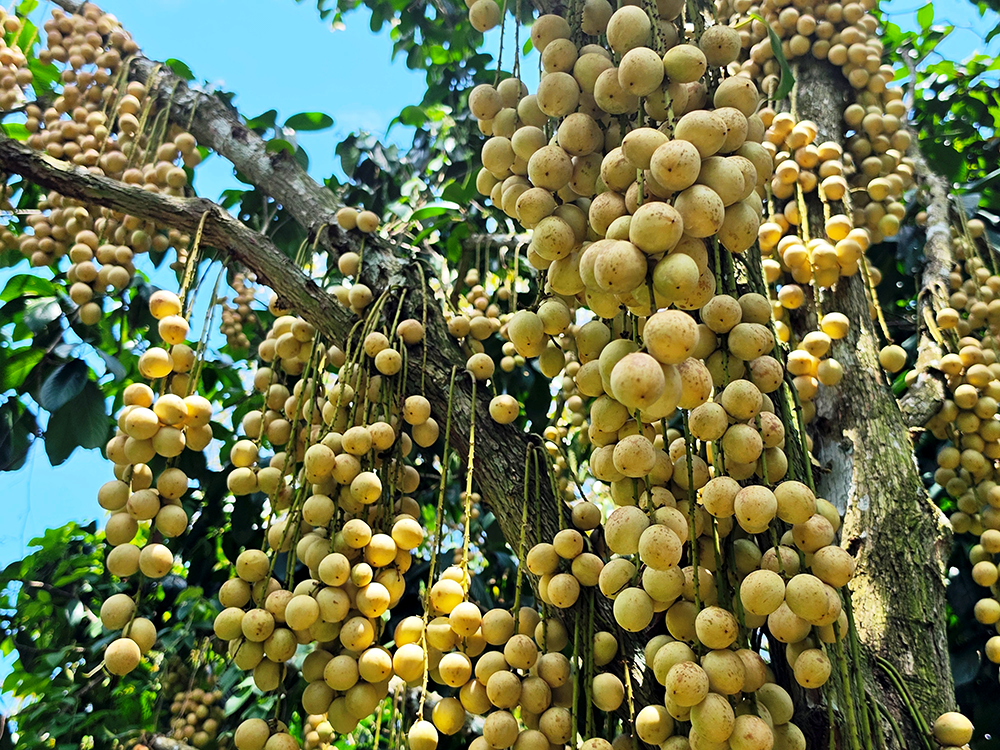 Mùa dâu Hạ Châu