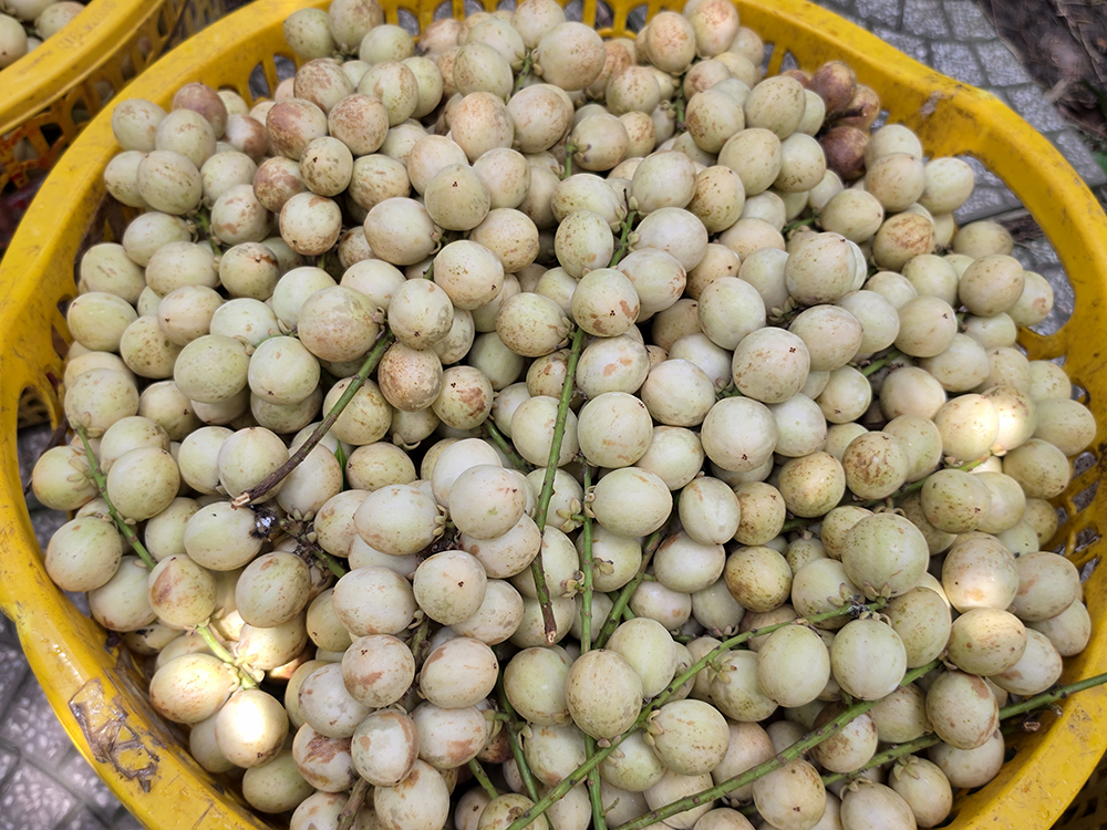 Mùa dâu Hạ Châu