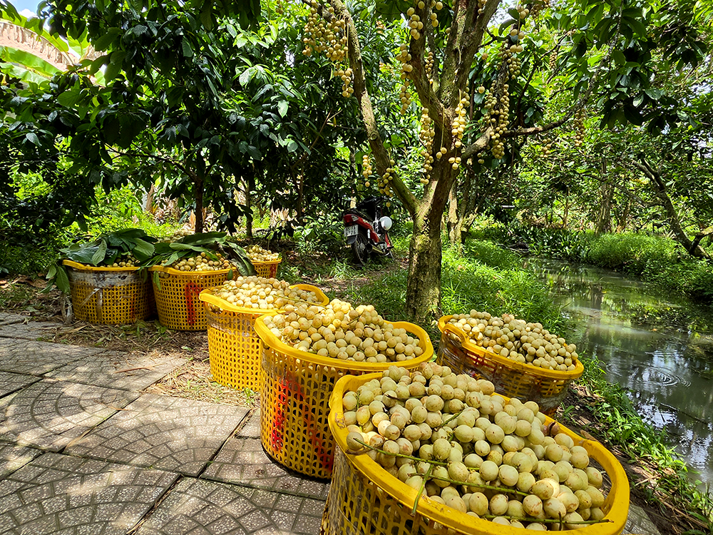 Mùa dâu Hạ Châu