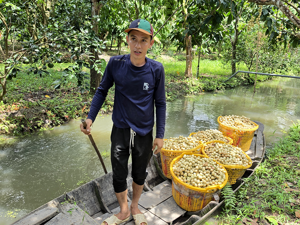 Mùa dâu Hạ Châu