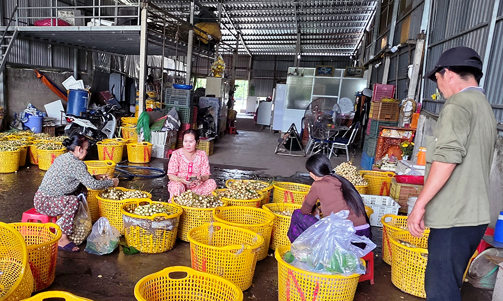 Mùa dâu Hạ Châu
