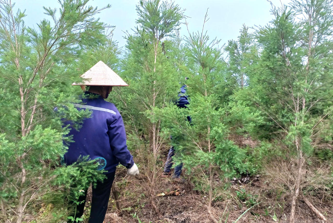 Xây dựng mô hình trồng Tràm trà và Tràm năm gân đạt năng suất và chất lượng cao tại tỉnh Ninh Bình