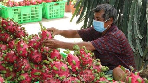 Bình Thuận quản lý mã số vùng trồng thanh long