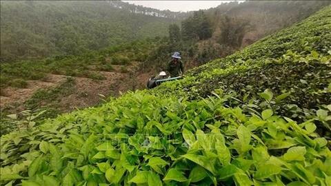Yên Bái mở rộng diện tích, nâng cao giá trị kinh tế cây vụ Đông