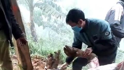 Sơn La: Gần 400 con gia súc chết rét, thiệt hại cả tỷ đồng