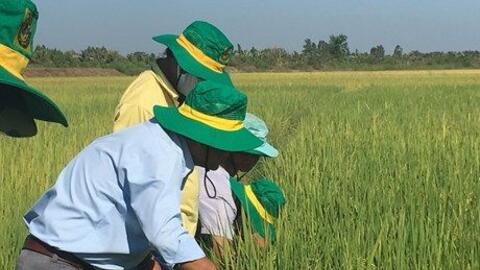 Trồng lúa thông minh lãi đến 26 triệu đồng/ha/vụ ở Trà Vinh