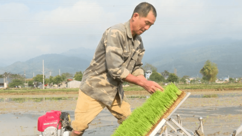 Phù Yên (Sơn La): Nông dân đưa máy cấy lúa vào thử nghiệm