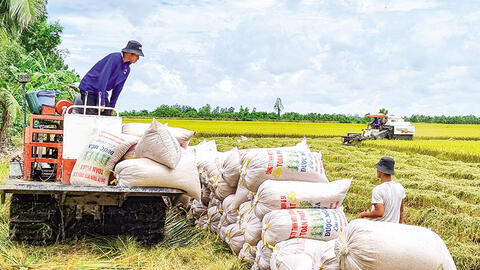 Chủ động thu hoạch và tiêu thụ lúa hè thu 