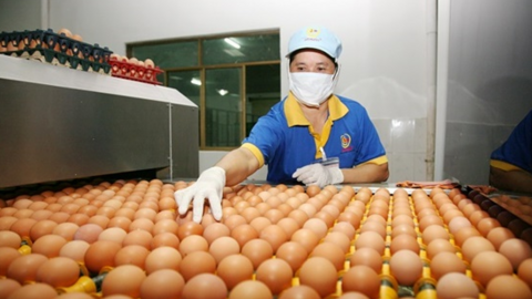 Công bố hạn ngạch thuế quan nhập khẩu muối, trứng gia cầm năm 2023