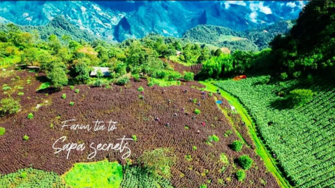 Sa Pa đẩy mạnh phát triển cây dược liệu