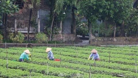 Tiền Giang: Phát triển vùng chuyên canh rau theo hướng an toàn