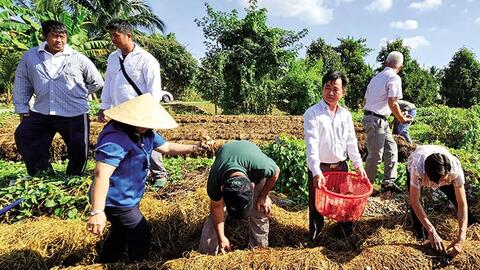 Giá nấm rơm tăng cao, xoài Ðài Loan giảm giá 