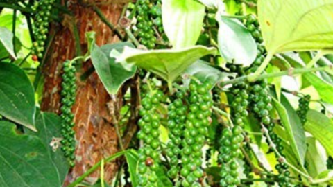 Nguồn cung thiếu hụt, giá hạt tiêu tiếp tục tăng mạnh