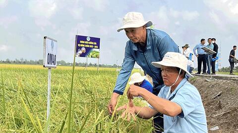 Viện Lúa ÐBSCL trình diễn 25 giống lúa triển vọng vụ đông xuân 2023-2024 