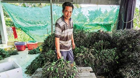 Cau non tăng giá, giá xoài tăng mạnh, heo hơi bán được giá cao 