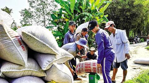 Ngành lúa gạo hướng đến nâng cao chuỗi giá trị và phát triển bền vững 