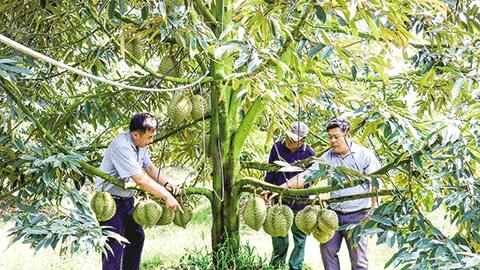 Tiền Giang triển khai nhiều giải pháp xuất khẩu trái cây bền vững 