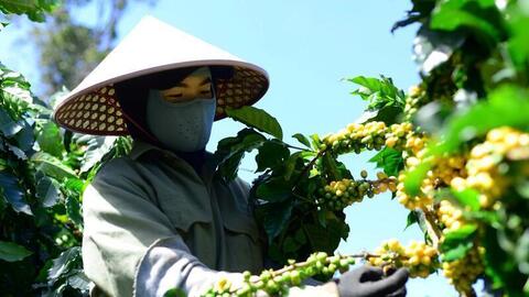 Giá cà phê hôm nay 24/8/2025: Tiếp tục tăng mạnh