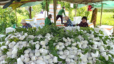 Hỗ trợ hội viên nông dân phát triển kinh tế gia đình 