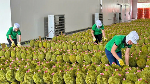 Xuất khẩu rau quả 2025 tăng tốc, kỳ vọng bứt phá 9 - 10 tỷ USD vào 2026