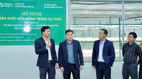 Hiệu quả từ mô hình sản xuất nấm đông trùng hạ thảo tại Phú Thọ