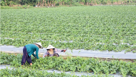 Nông dân tích cực sản xuất rau màu phục vụ thị trường Tết 