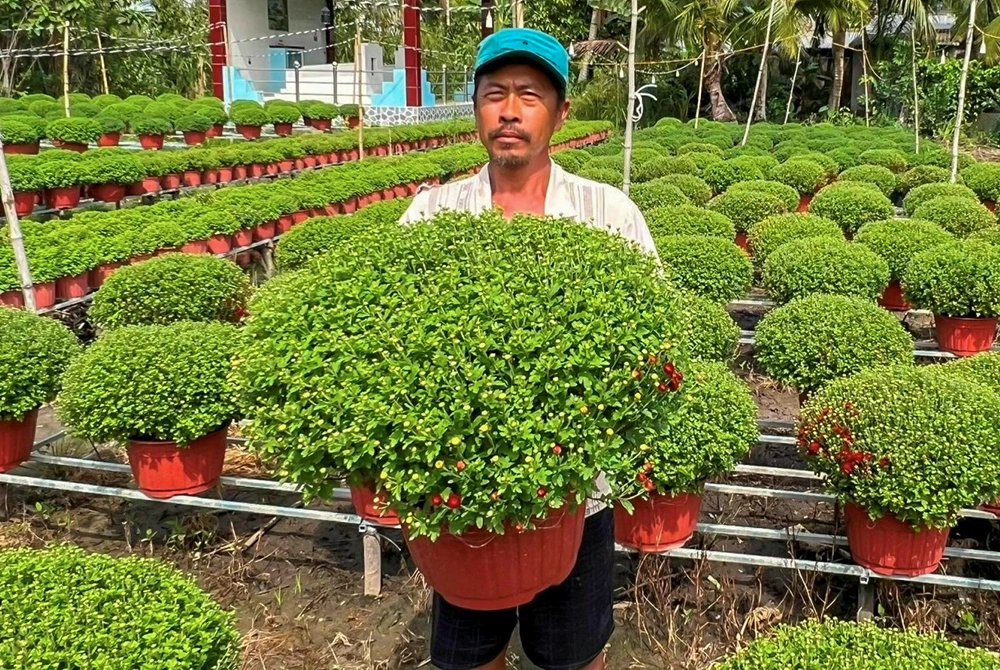 Hiệu quả từ mô hình trồng hoa Tết kết hợp trồng màu 