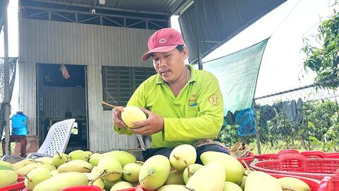 TP Cần Thơ thu hoạch hơn 229.190 tấn trái cây 