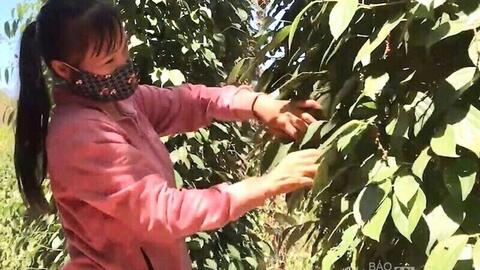 Giá tiêu hôm nay 24/3/2026: Giữ đà ổn định, cao nhất 136.000 đồng/kg