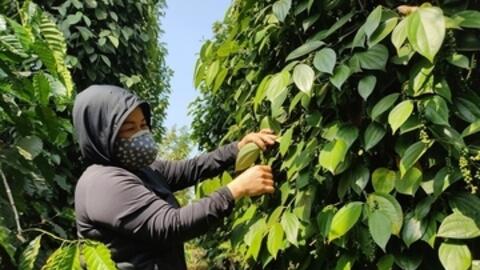 Giá tiêu hôm nay 3/4/2026: Tăng từ 500 - 1.000 đồng/kg