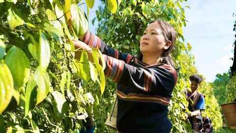 Giá tiêu hôm nay 15/5/2026: Dự báo xu hướng tăng