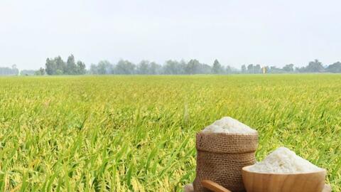 Giá lúa gạo hôm nay ngày 21/5/2026: Thị trường 'lặng sóng'