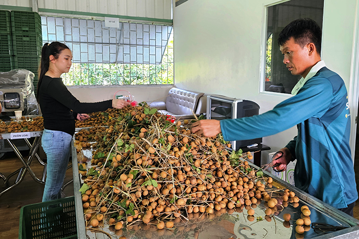 Phát triển các chuỗi cung ứng nông sản, thực phẩm an toàn 