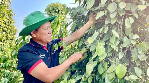 Giá tiêu hôm nay 27/5/2026: Giữ mặt bằng giá
