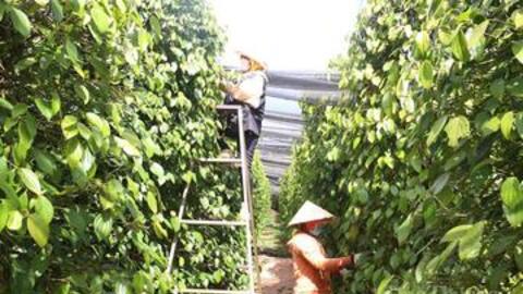 Giá tiêu hôm nay 28/5/2026: Đi ngang trên diện rộng