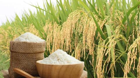 Giá lúa gạo hôm nay ngày 5/6/2026: Gạo xuất khẩu tăng