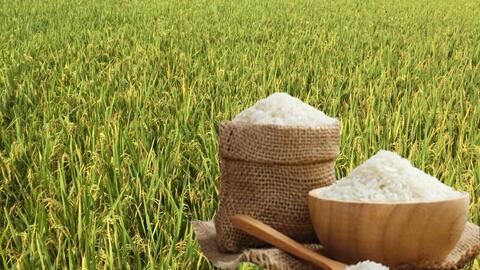 Giá lúa gạo hôm nay ngày 6/6/2026: Thị trường 'lặng sóng'