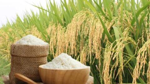 Giá lúa gạo hôm nay ngày 8/6/2026: Tấm thơm giảm  nhẹ