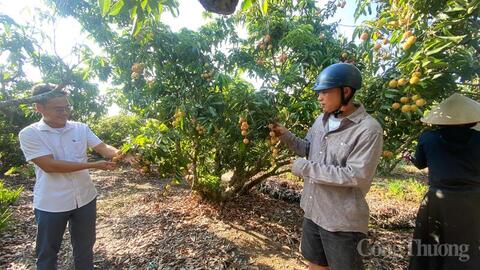 Hải Phòng: Sản lượng vải thiều chính vụ giảm mạnh, giá tăng gấp 4 lần