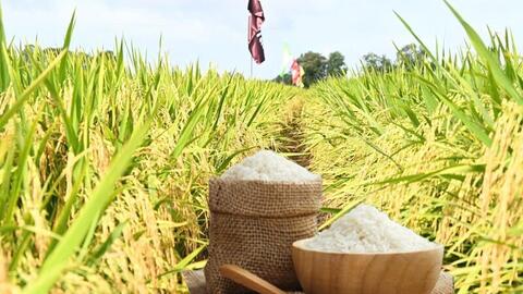 Giá lúa gạo hôm nay ngày 9/6/2026: Gạo xuất khẩu đảo chiều giảm nhẹ