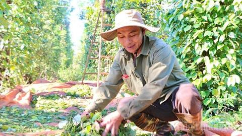 Giá tiêu hôm nay 17/6/2026: Giảm nhẹ 500 đồng/kg tại vài nơi