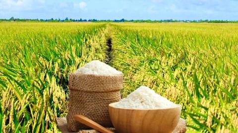 Giá lúa gạo hôm nay ngày 22/6: Lúa tươi biến động nhẹ