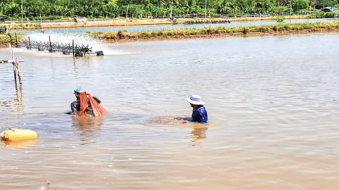Vận dụng nhiều giải pháp nhằm giảm chi phí nuôi tôm 