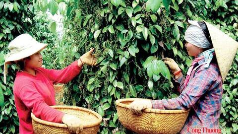 Giá tiêu hôm nay 14/7/2026: Đột ngột giảm sâu
