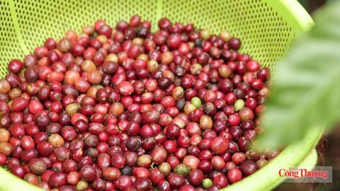 Giá cà phê hôm nay 14/7/2026: Giảm nhẹ 200 đồng/kg